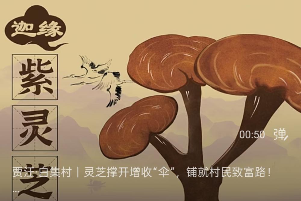 白集紫灵芝的养生保健价值
